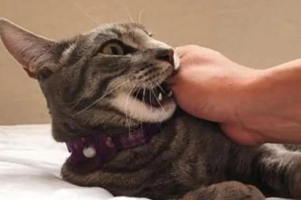 猫会攻击睡着的人吗，猫咪一般不会攻击睡着的人