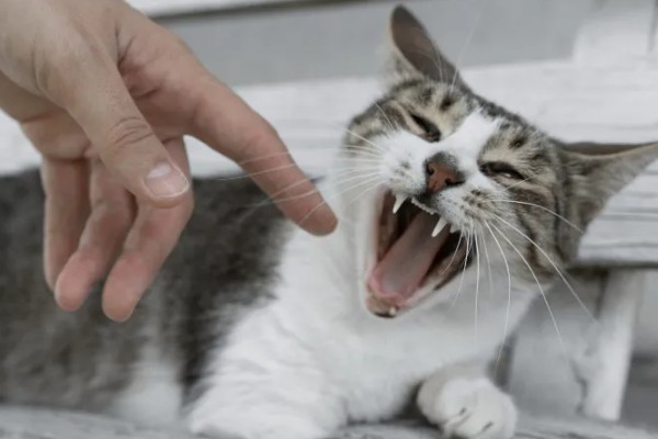 猫会攻击睡着的人吗，猫咪一般不会攻击睡着的人