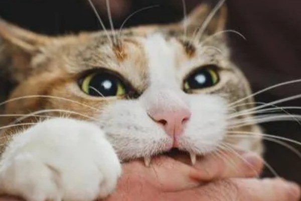 猫会攻击睡着的人吗，猫咪一般不会攻击睡着的人