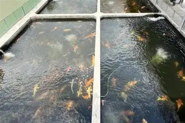 鱼塘下雨后死鱼的原因，可能是水体恶化所致