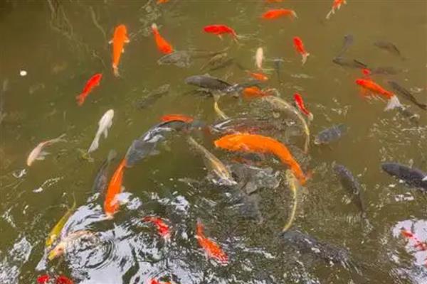 鱼塘下雨后死鱼的原因，可能是水体恶化所致