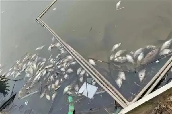 鱼塘下雨后死鱼的原因，可能是水体恶化所致