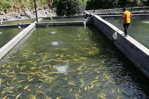 鱼塘下雨后死鱼的原因，可能是水体恶化所致