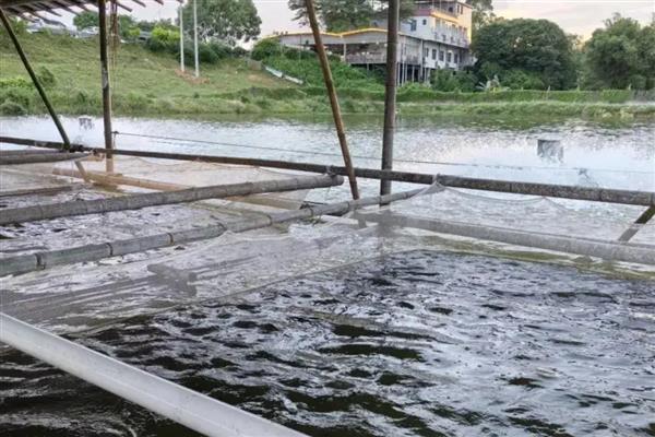 鱼塘下雨后死鱼的原因，可能是水体恶化所致
