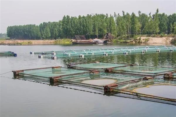 鱼塘下雨后死鱼的原因，可能是水体恶化所致