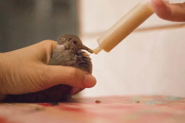 幼鸽能喂甲硝唑吗，感染毛滴虫病时可以喂