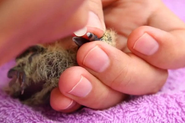 幼鸽能喂甲硝唑吗，感染毛滴虫病时可以喂