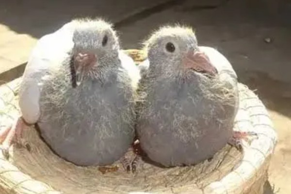 幼鸽能喂甲硝唑吗，感染毛滴虫病时可以喂