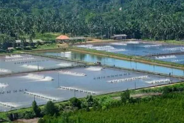 鱼塘下雨后死鱼的原因，可能是水体恶化所致