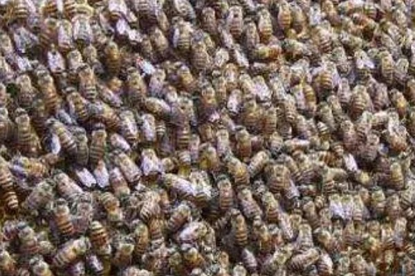 中蜂如何合并蜂群，应在蜂群警觉性不高的时候进行