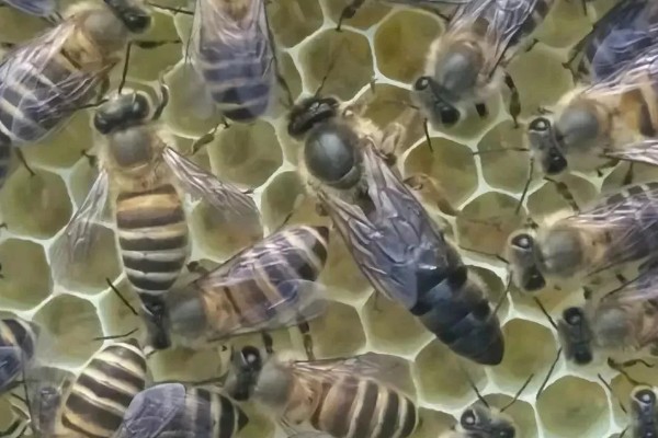 中蜂如何合并蜂群，应在蜂群警觉性不高的时候进行