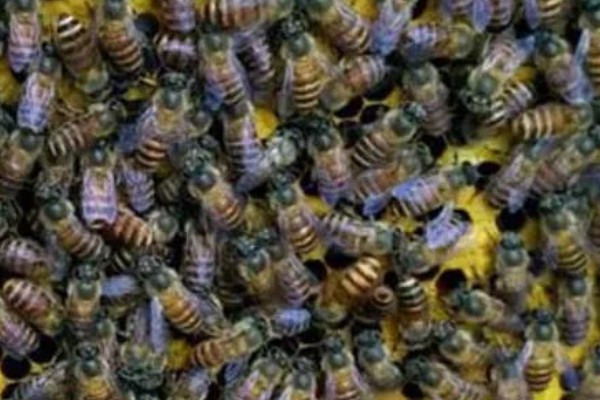 中蜂如何合并蜂群，应在蜂群警觉性不高的时候进行