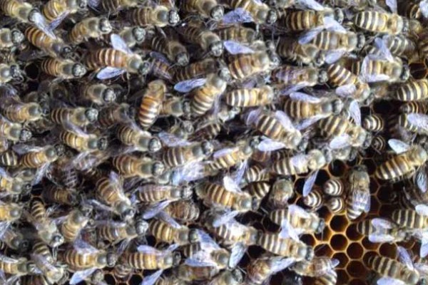 中蜂如何合并蜂群，应在蜂群警觉性不高的时候进行