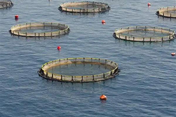 鱼塘下雨后死鱼的原因，可能是水体恶化所致