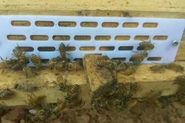 中蜂如何合并蜂群，应在蜂群警觉性不高的时候进行