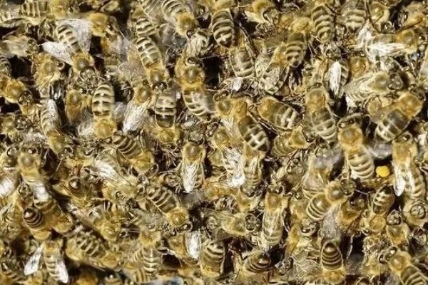 中蜂如何合并蜂群，应在蜂群警觉性不高的时候进行