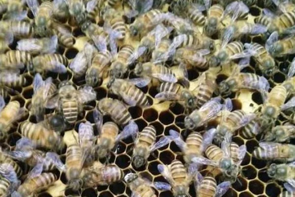 中蜂如何合并蜂群，应在蜂群警觉性不高的时候进行
