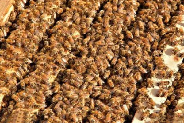 中蜂如何合并蜂群，应在蜂群警觉性不高的时候进行