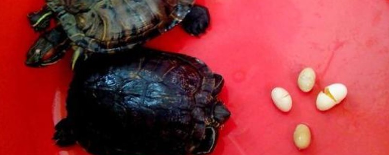 巴西龟会不会产蛋,发育成熟后便具备生产能力