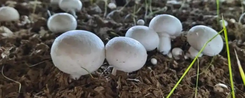 双孢菇有没有毒，双孢菇没有毒