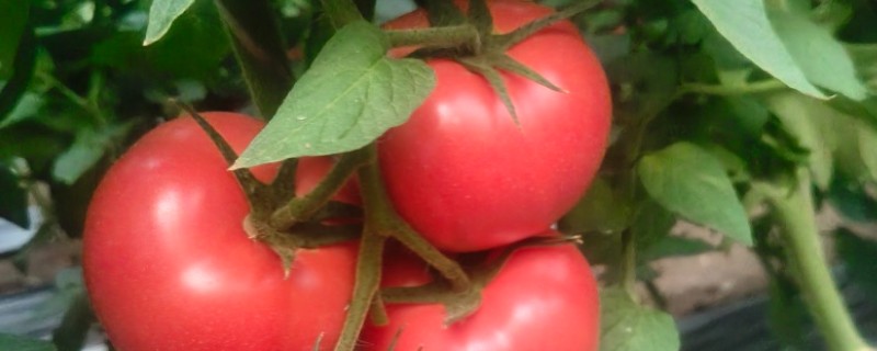 为什么西红柿不红，主要是养分不足引起的
