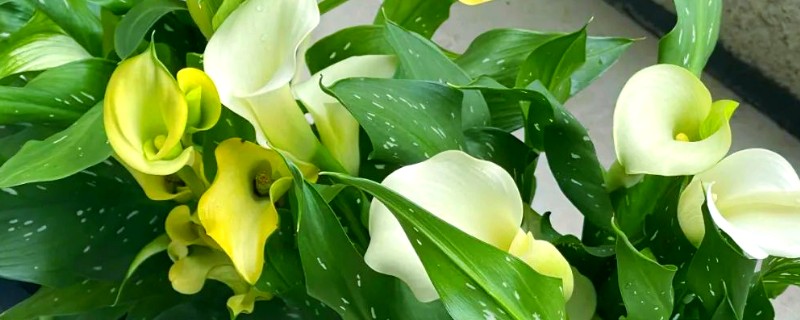 马蹄莲的种植方法，适宜的种植温度为18-24℃