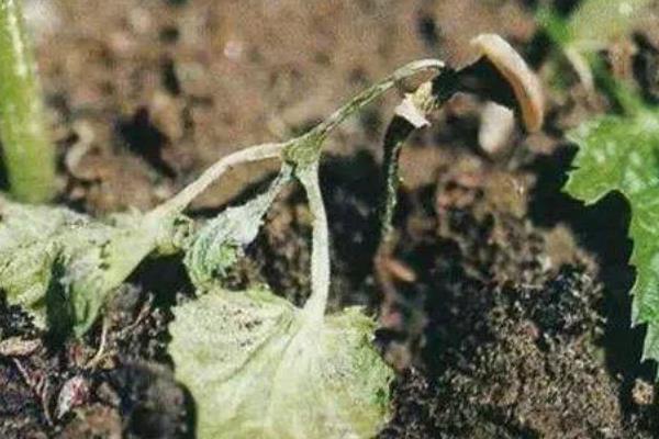 冬瓜沤根的症状，严重时会成片干枯