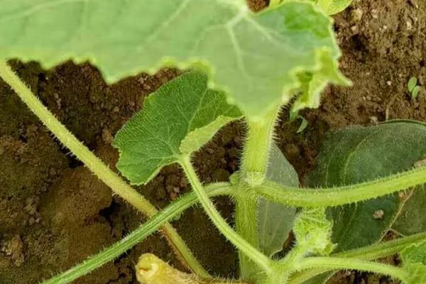 冬瓜沤根的症状，严重时会成片干枯