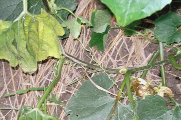 冬瓜沤根的症状，严重时会成片干枯