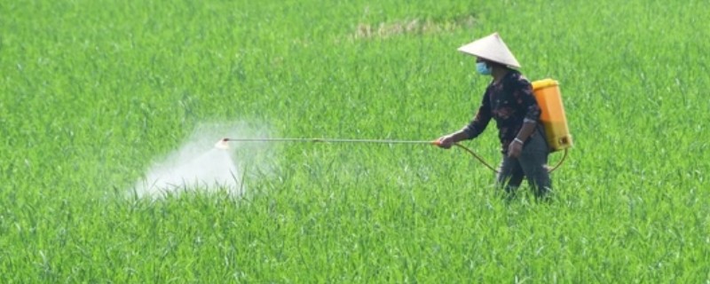 加收米可以防治什么病害，可有效防治番茄叶霉病等