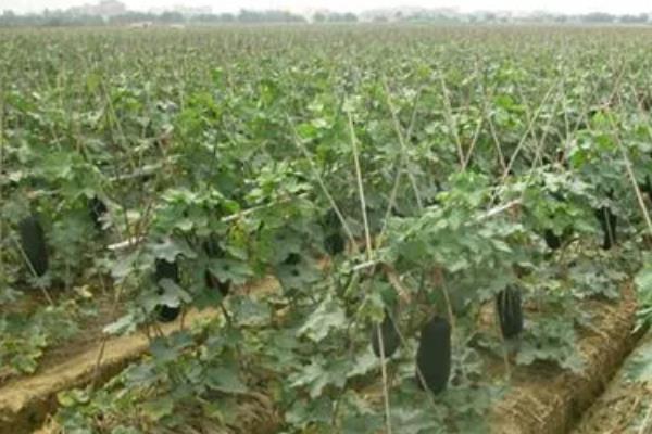 冬瓜沤根的症状，严重时会成片干枯