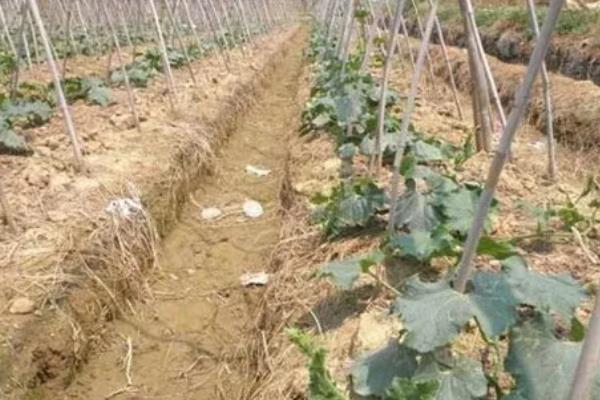 冬瓜沤根的症状，严重时会成片干枯