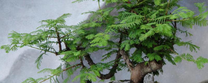 水杉叶子干枯如何处理，置于光线明亮处养护