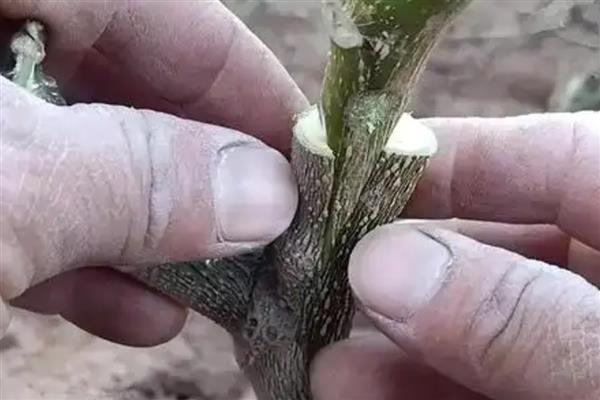 猕猴桃如何嫁接，要选择合适的砧木和接穗