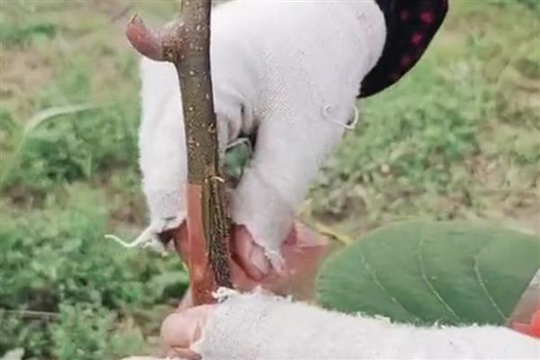 猕猴桃如何嫁接，要选择合适的砧木和接穗