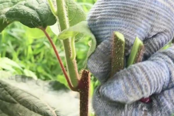 猕猴桃如何嫁接，要选择合适的砧木和接穗