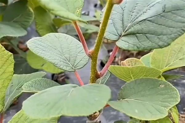 猕猴桃如何嫁接，要选择合适的砧木和接穗