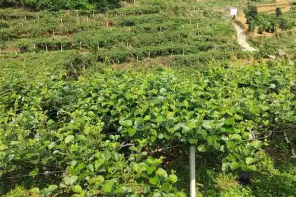 猕猴桃如何嫁接，要选择合适的砧木和接穗