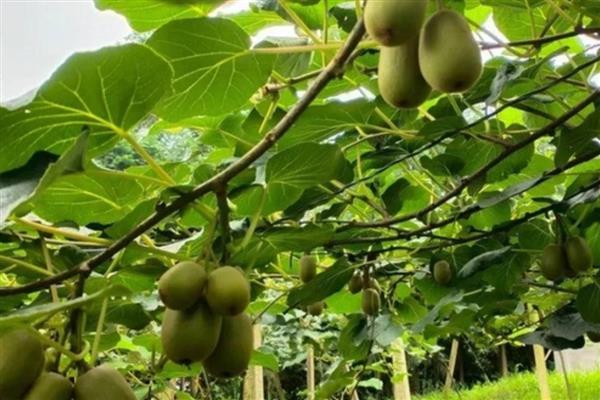 猕猴桃如何嫁接，要选择合适的砧木和接穗