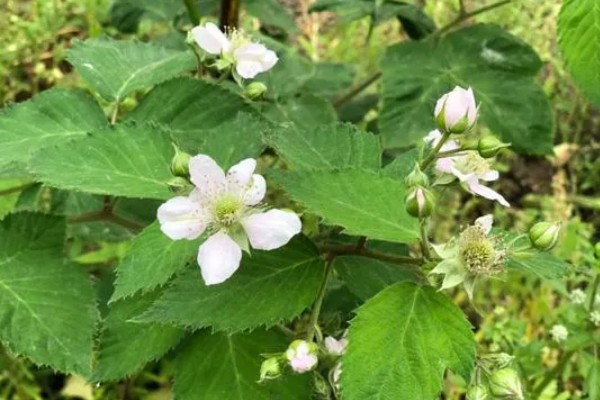 树莓是什么，是一种水果