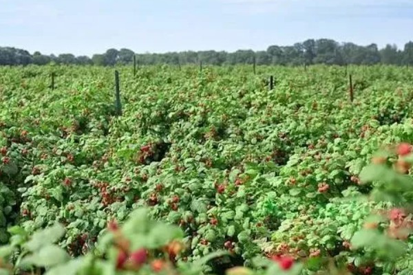 树莓是什么，是一种水果