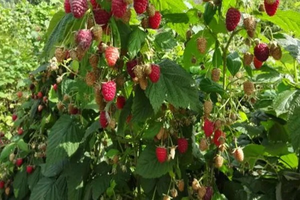 树莓是什么，是一种水果