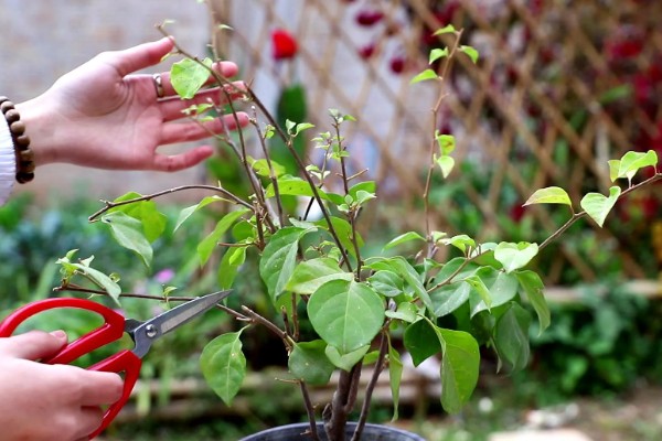 三角梅的修剪方式，幼苗期注意摘心打顶