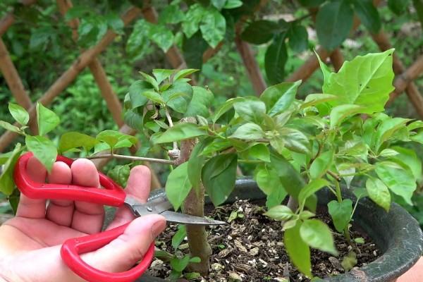 三角梅的修剪方式，幼苗期注意摘心打顶