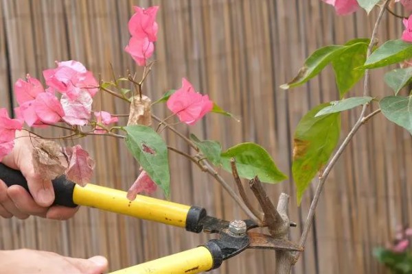 三角梅的修剪方式，幼苗期注意摘心打顶