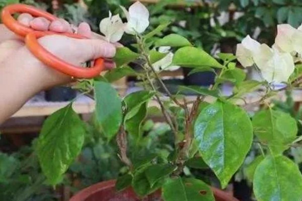 三角梅的修剪方式，幼苗期注意摘心打顶