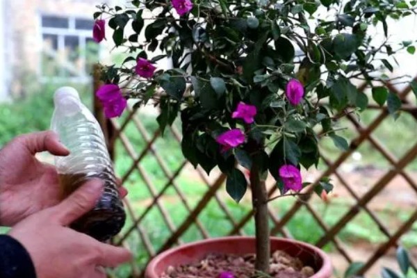 三角梅的修剪方式，幼苗期注意摘心打顶