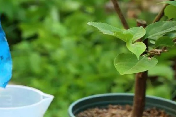 三角梅的修剪方式，幼苗期注意摘心打顶