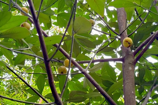 山竹的寓意，寓意真心喜欢