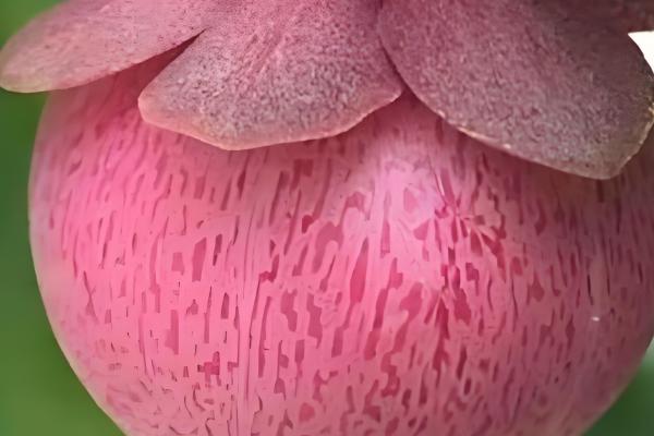 山竹的寓意，寓意真心喜欢